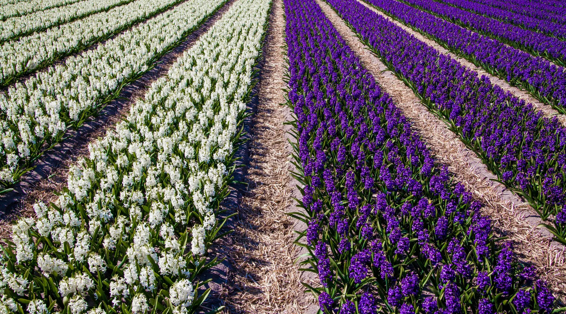 hyacinten_veld