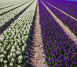 hyacinten_veld