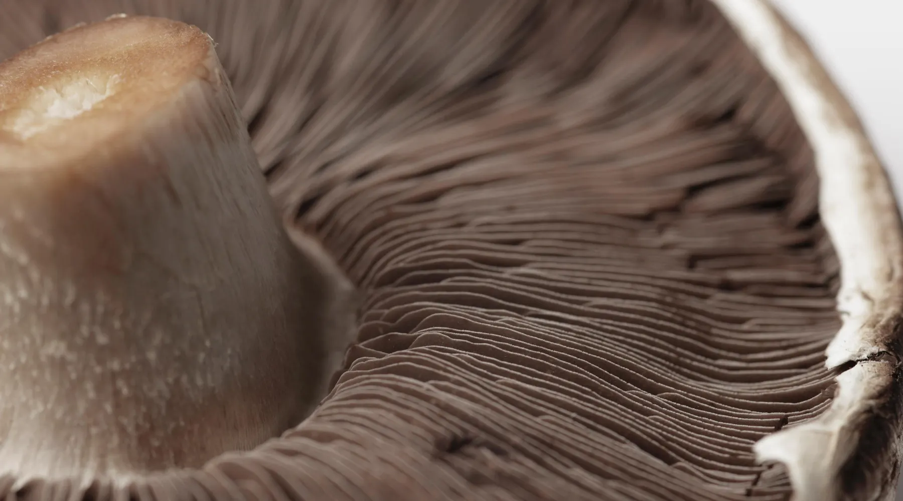 champion_detail