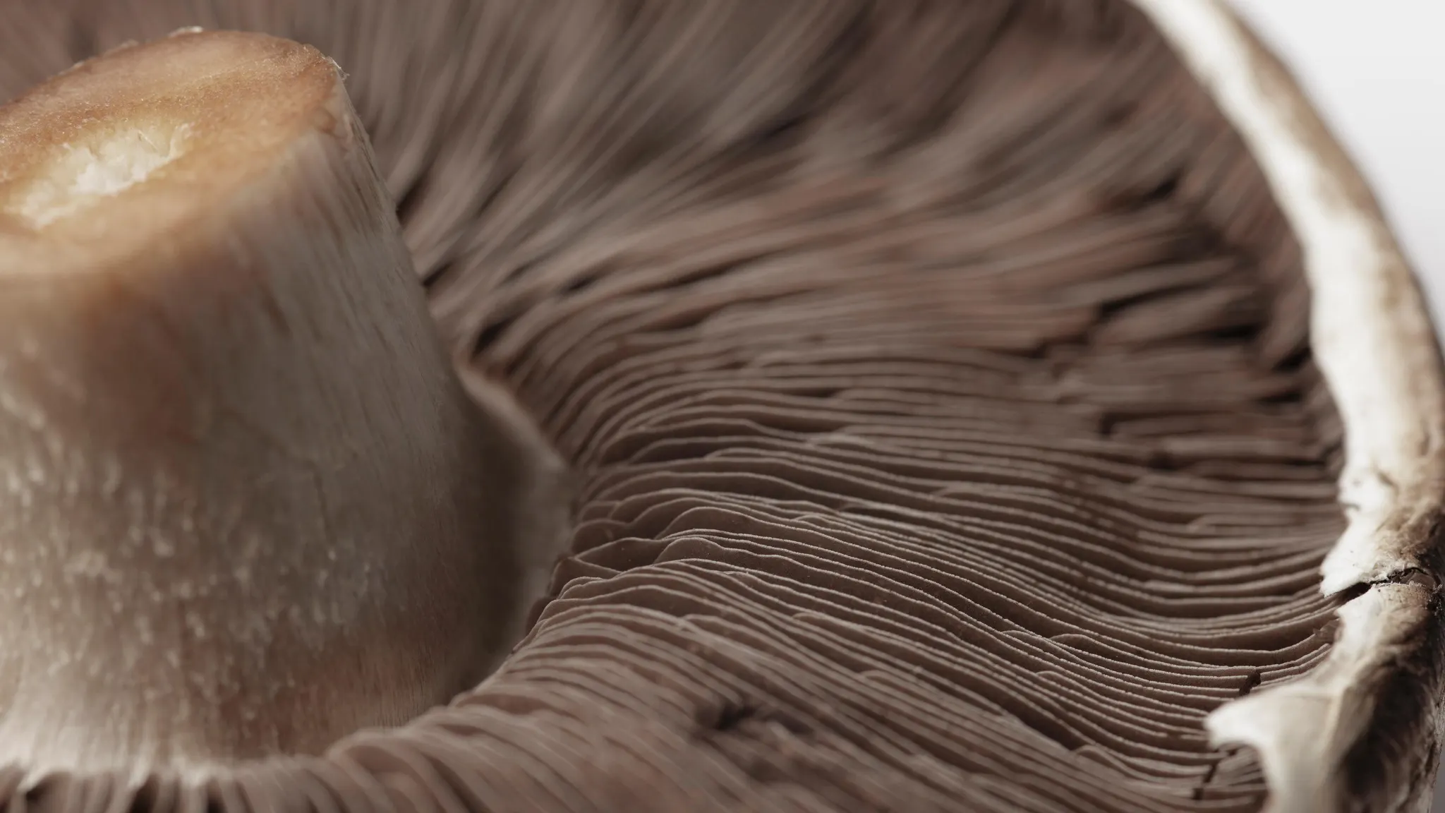 champion_detail