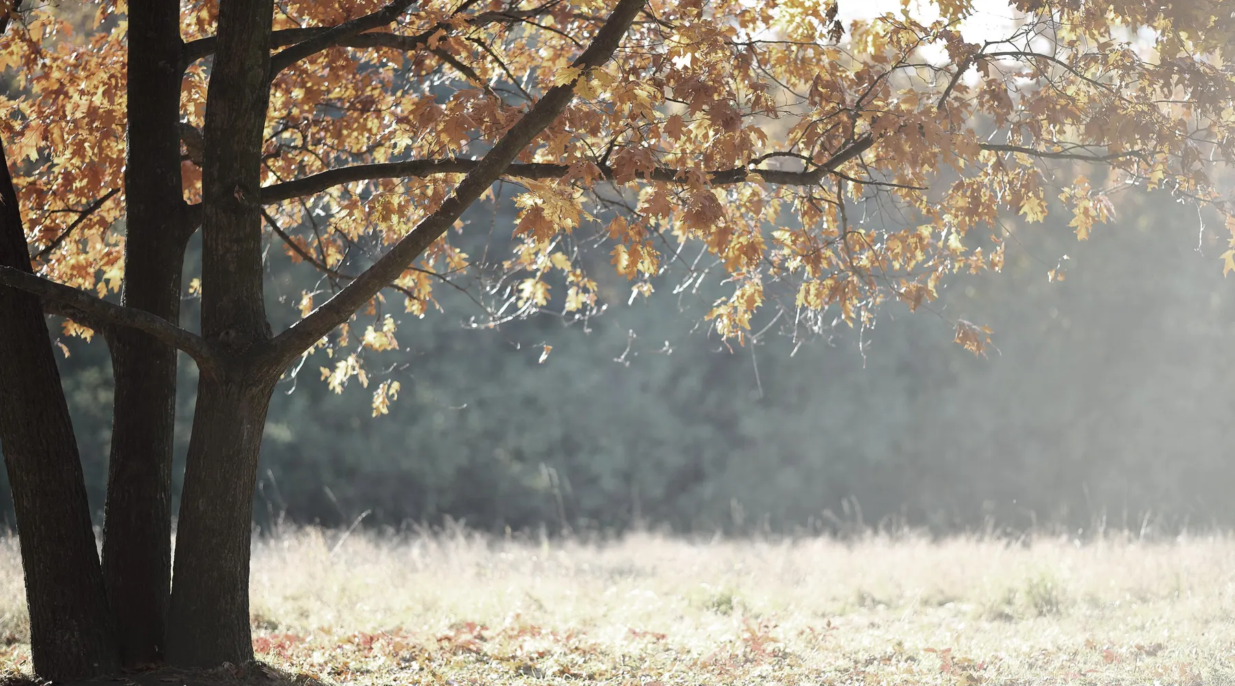 herfst_bomen_natuur
