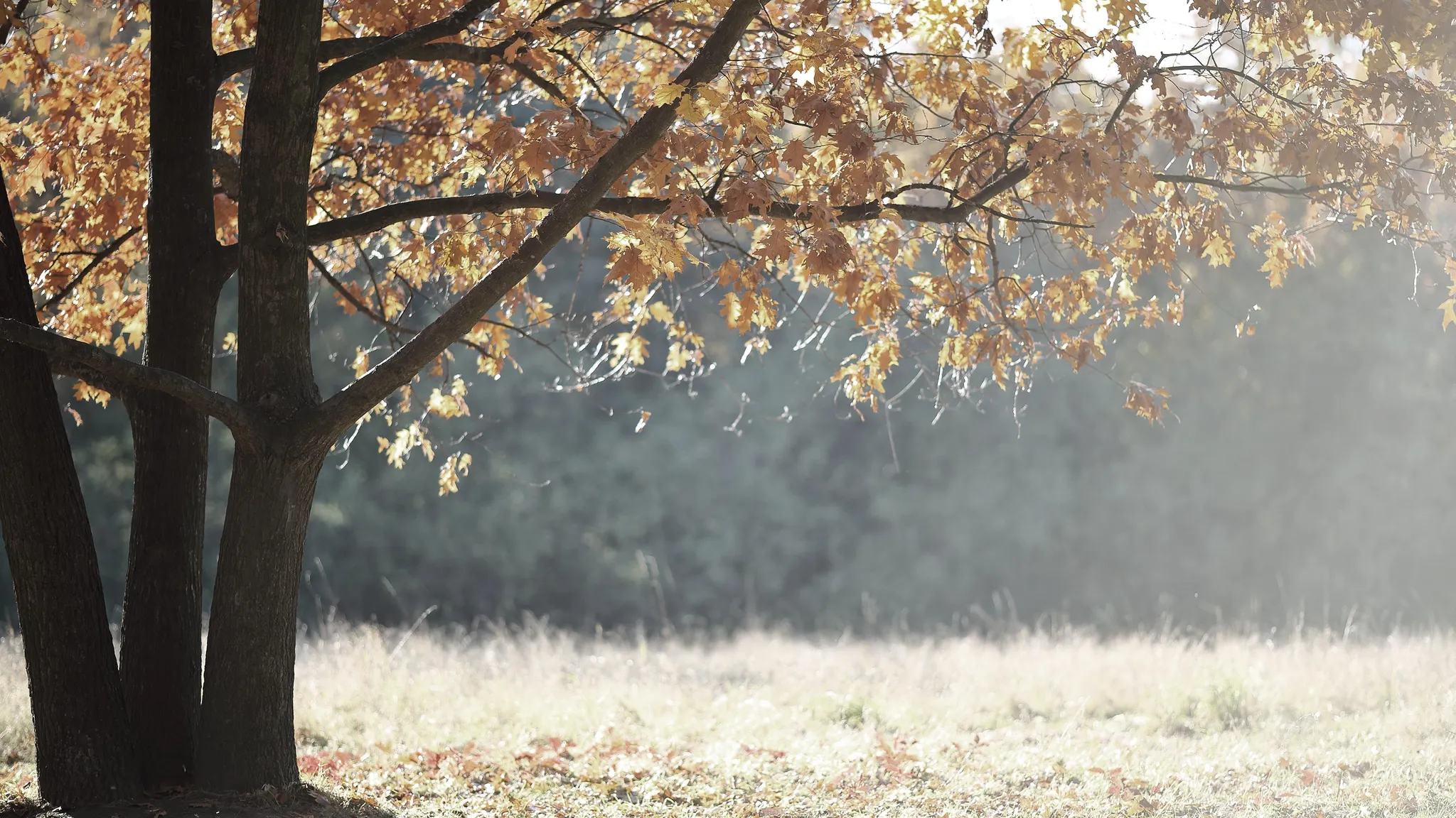 herfst_bomen_natuur