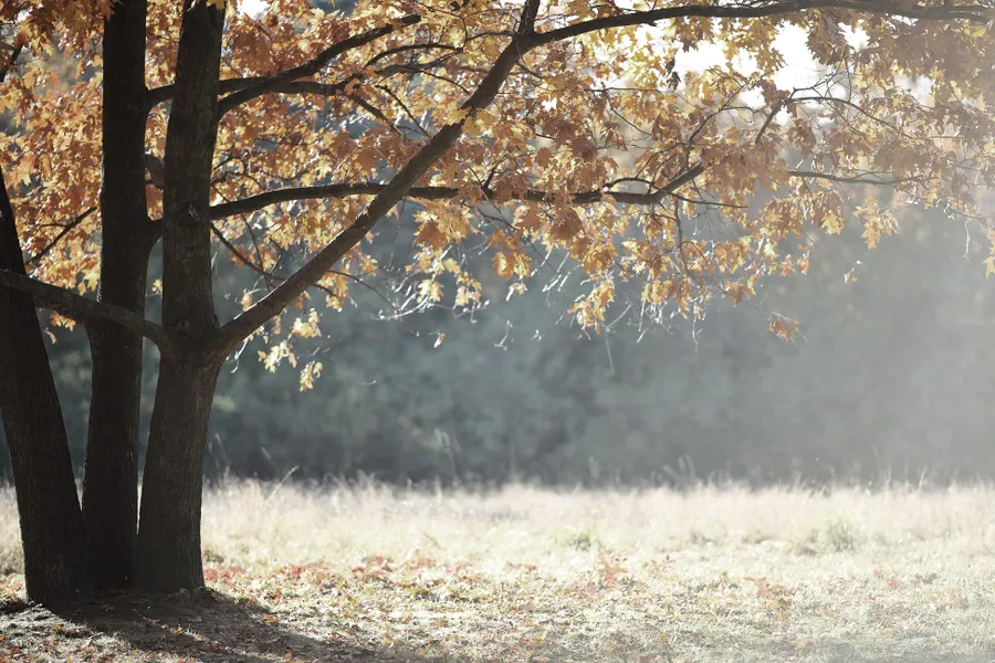 herfst_bomen_natuur