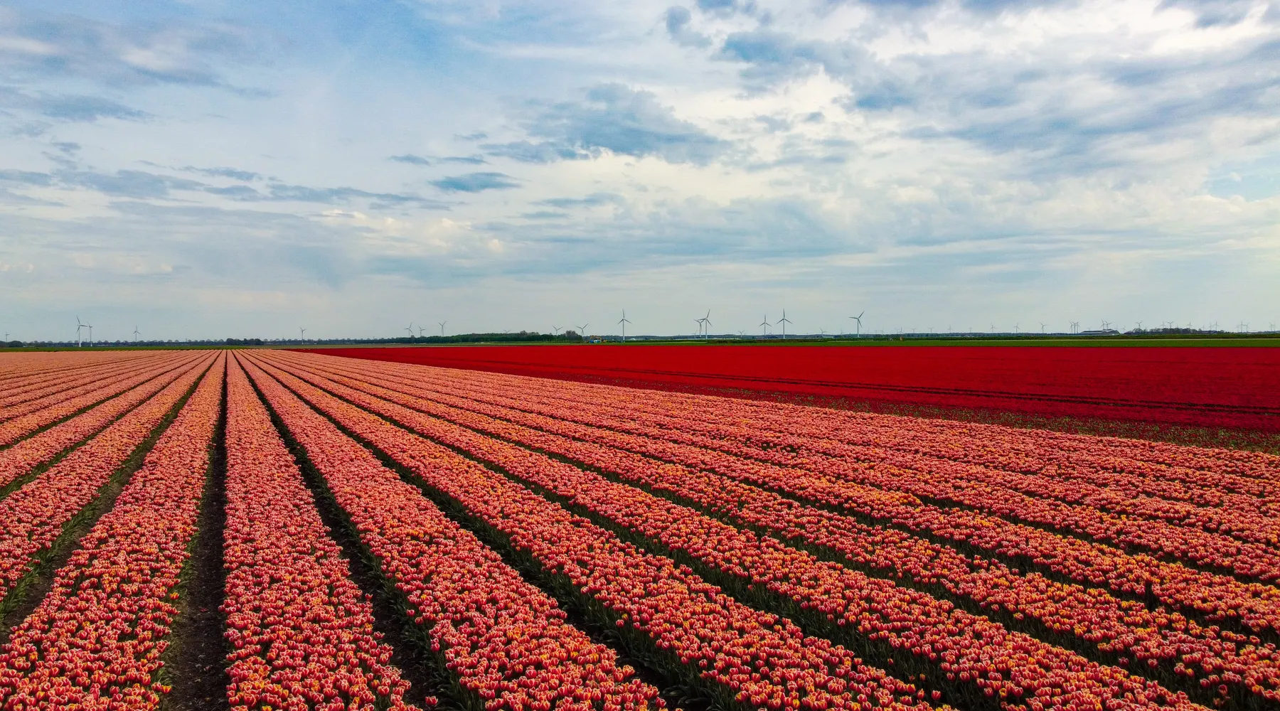 Tulpen