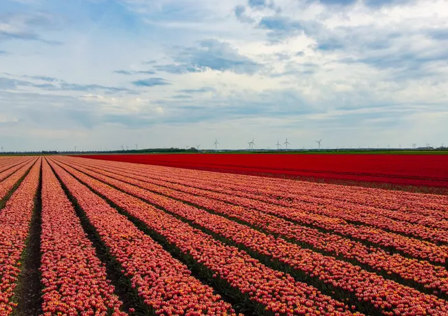 Tulips