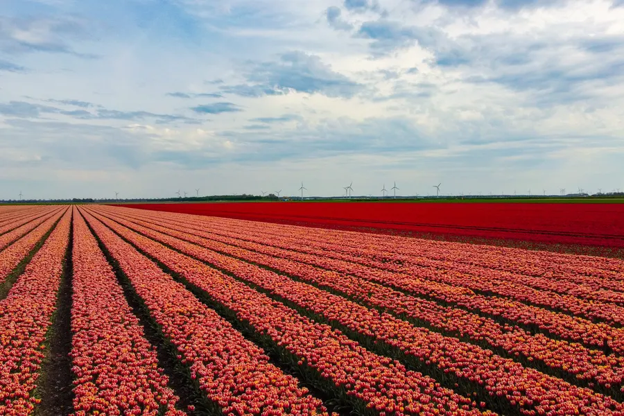Tulpen