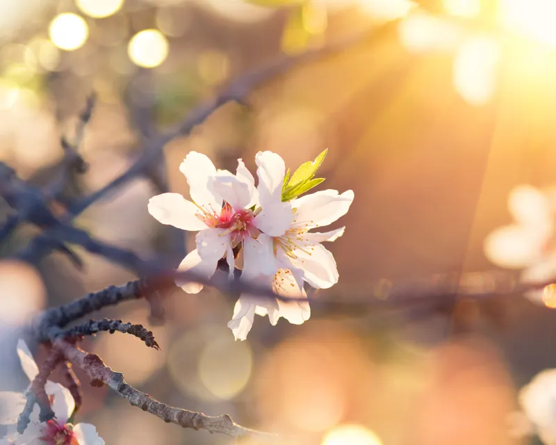 White flower blossom in tree