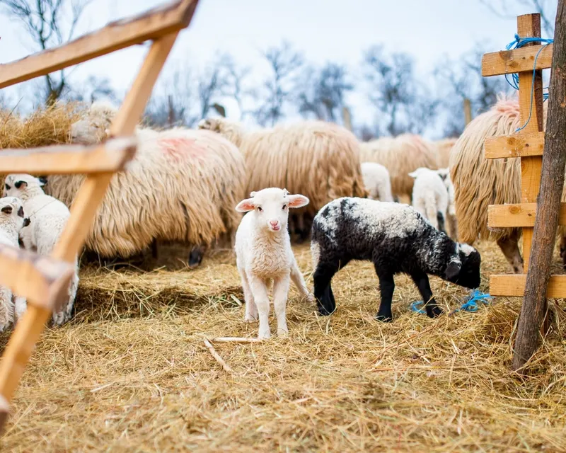 Sheeps and lambs in spring