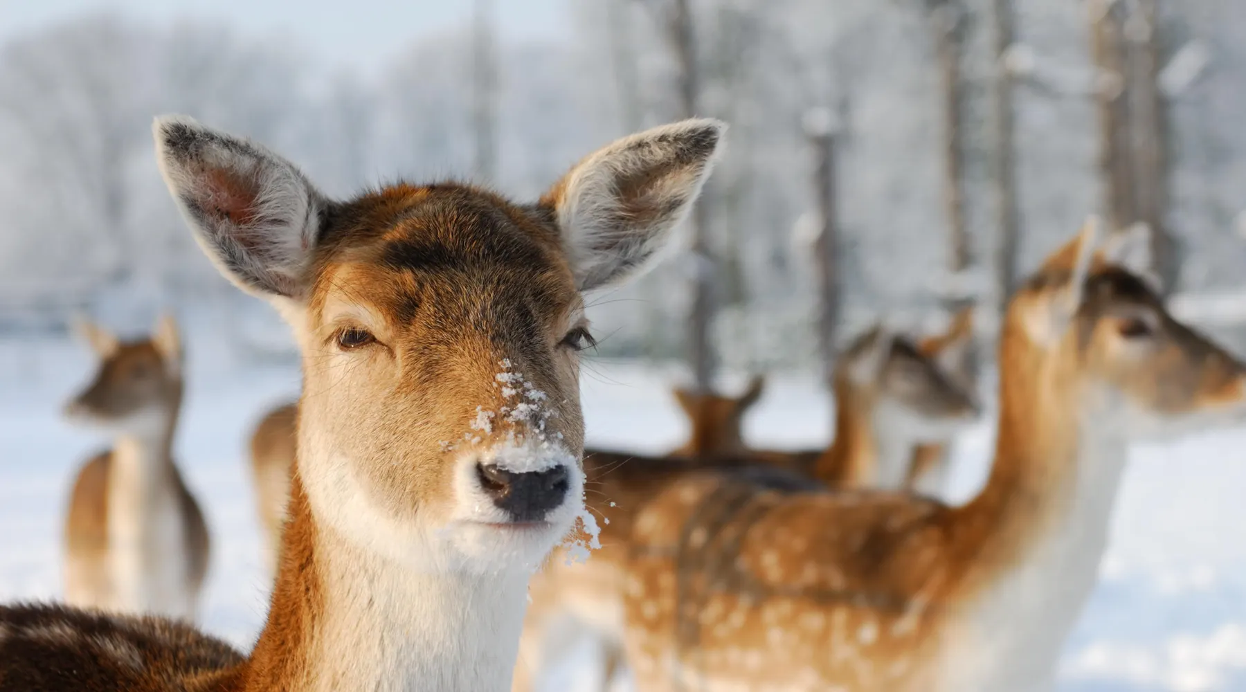 Dears in the snow