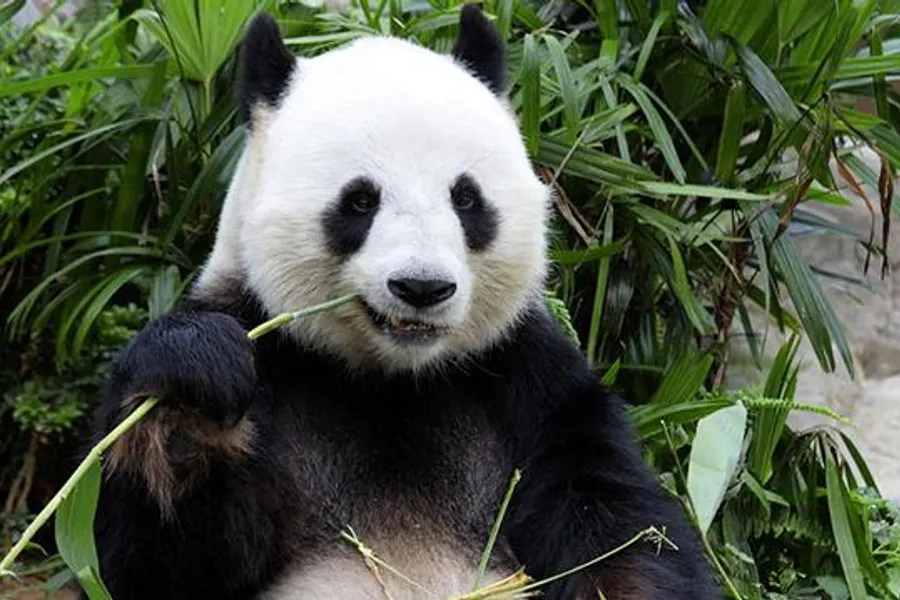 dierenpark