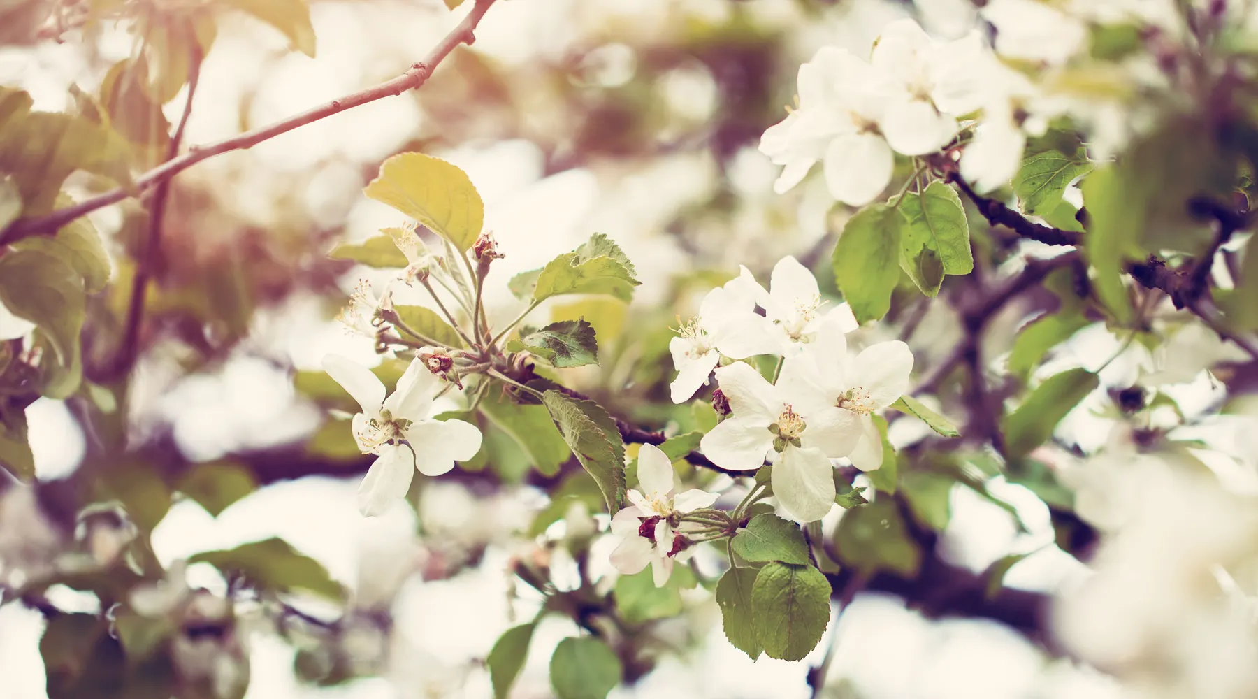 Blooming spring flowers