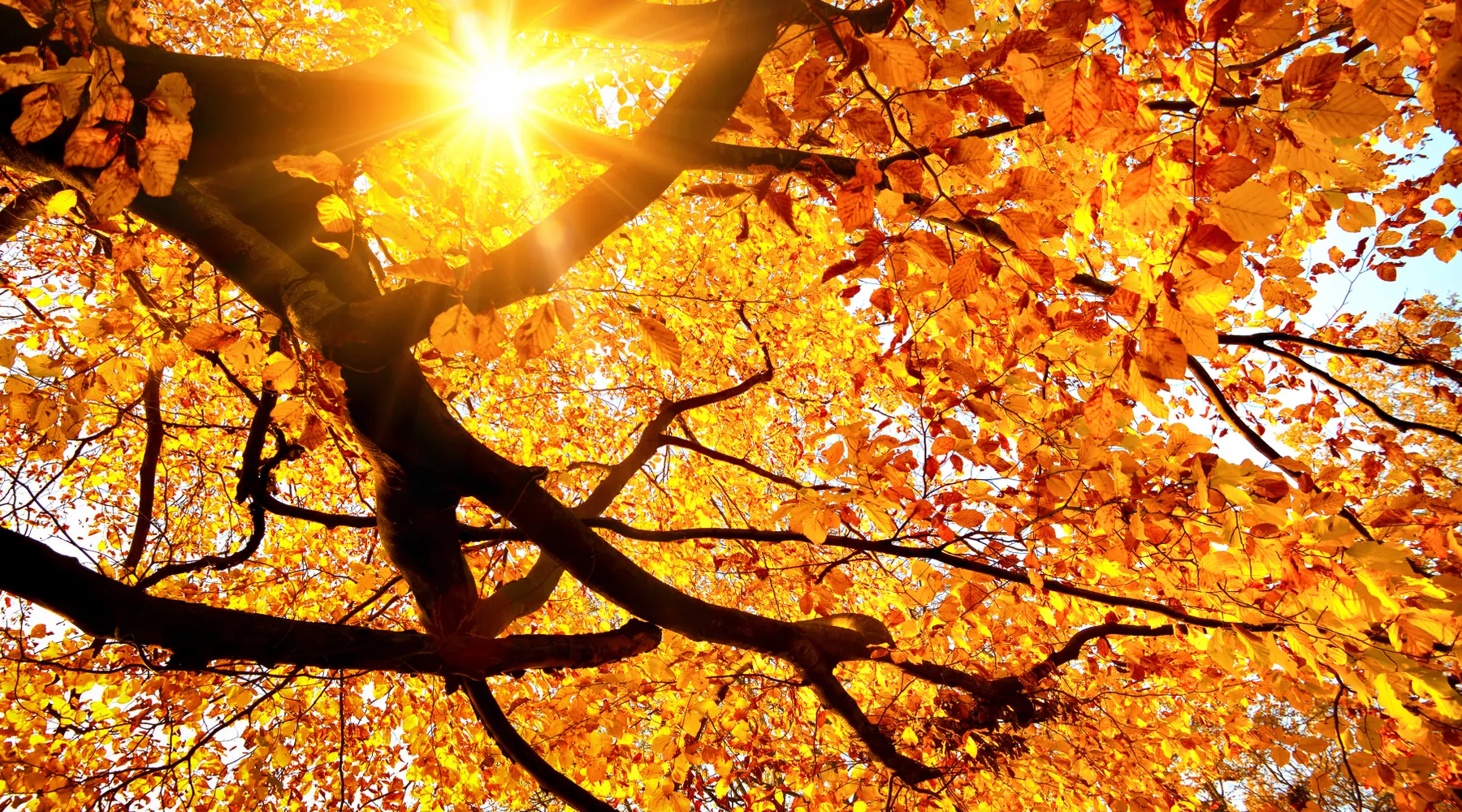 Herfst in Amsterdam