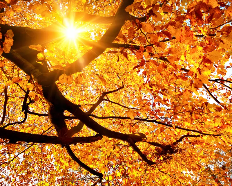 autumn in Amsterdam