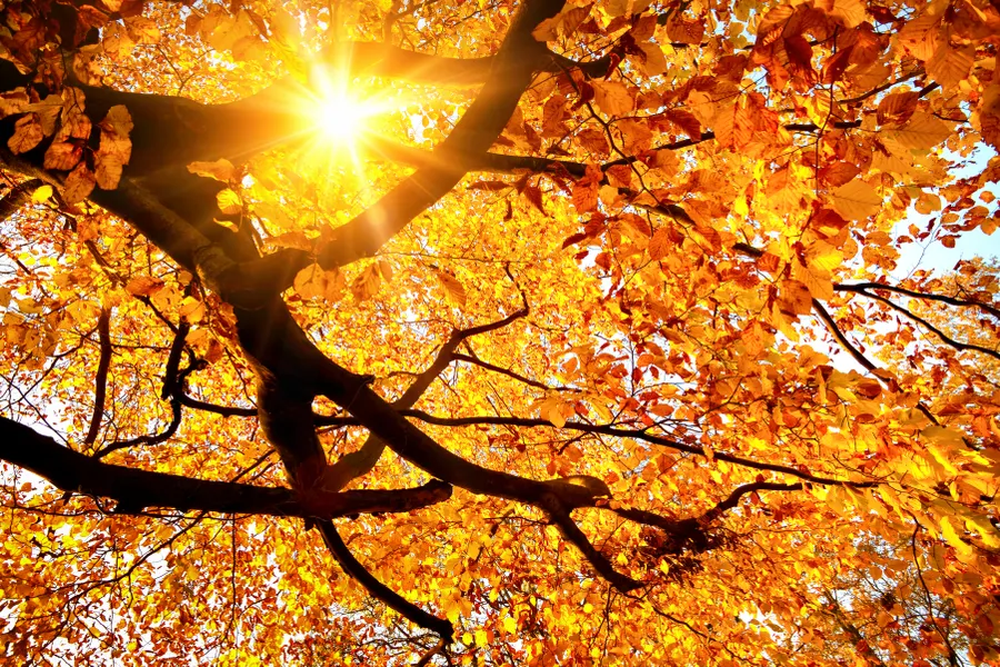Herfst in Amsterdam