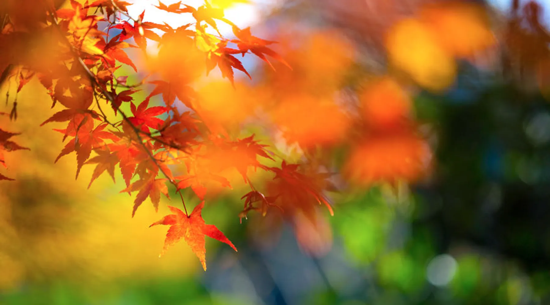 Herfst foto