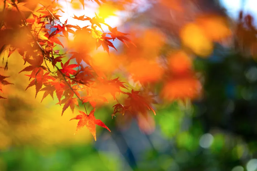 Autumn picture