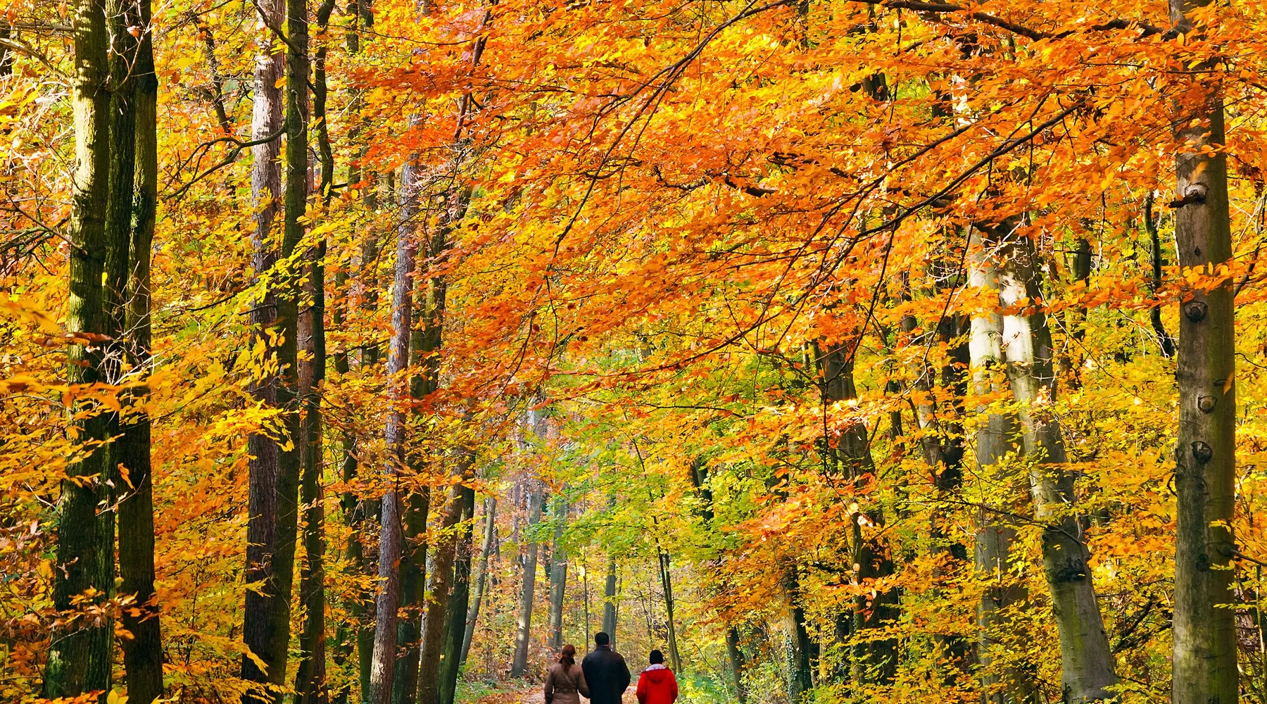 Wandelen_bos_herstkleuren