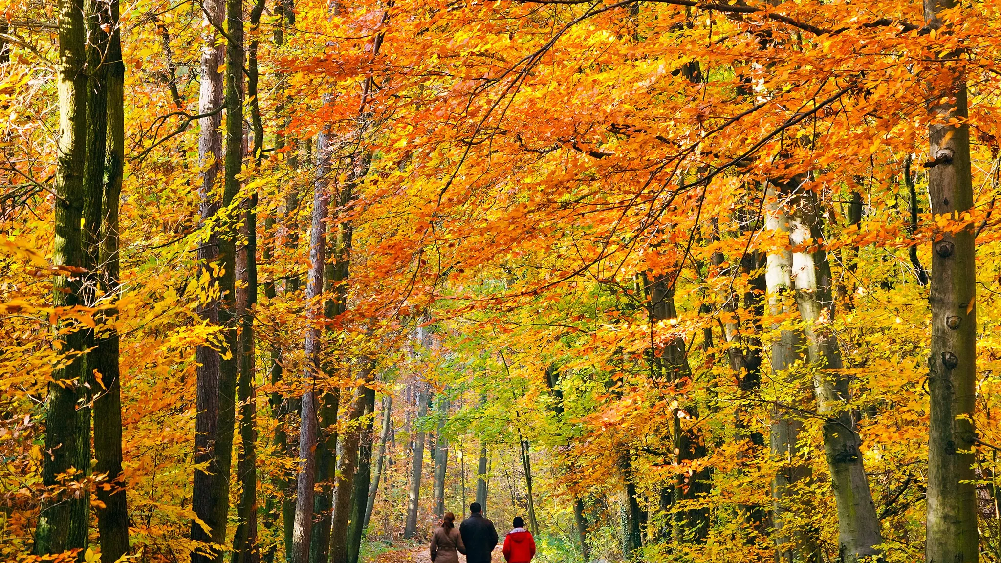 Wandelen_bos_herstkleuren