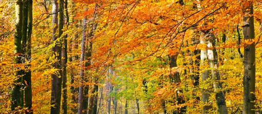 Wandelen_bos_herstkleuren