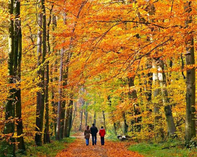 Wandelen_bos_herstkleuren