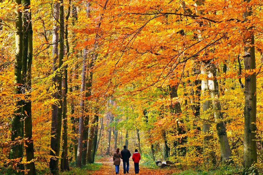 Wandelen_bos_herstkleuren