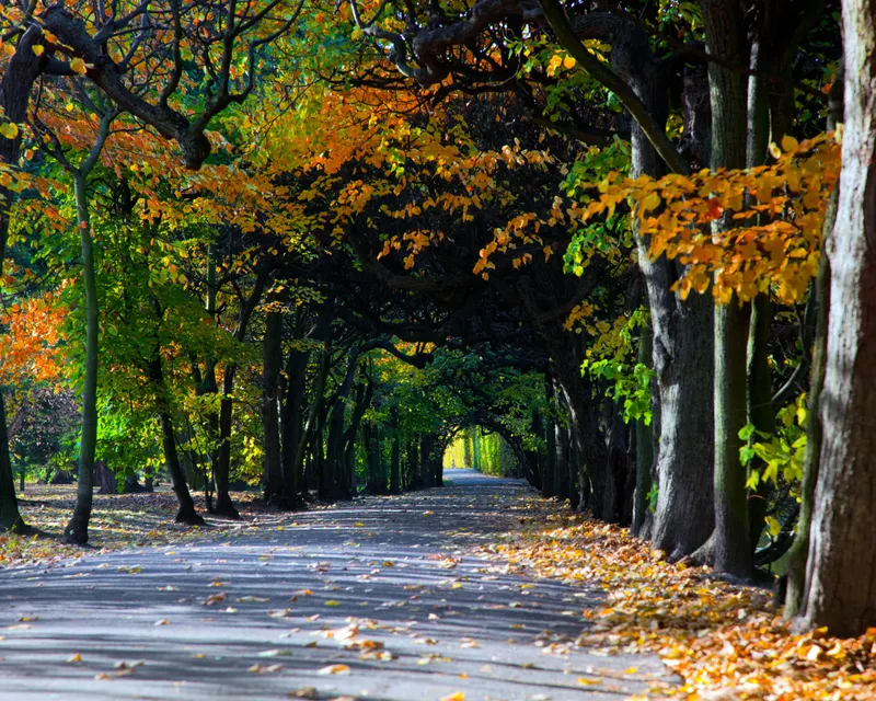 Herfst_weg_bomen