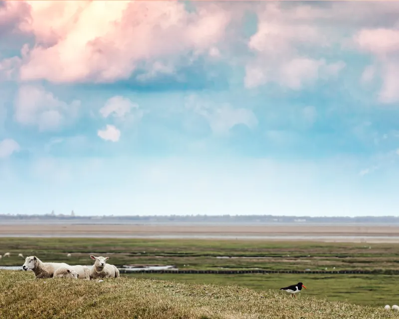 Friese Omgeving