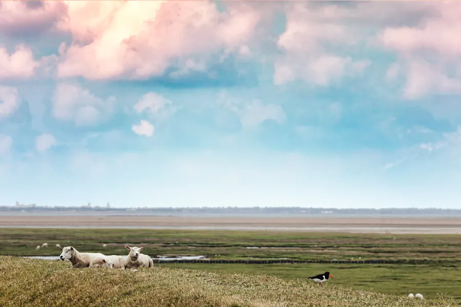 Friese Omgeving