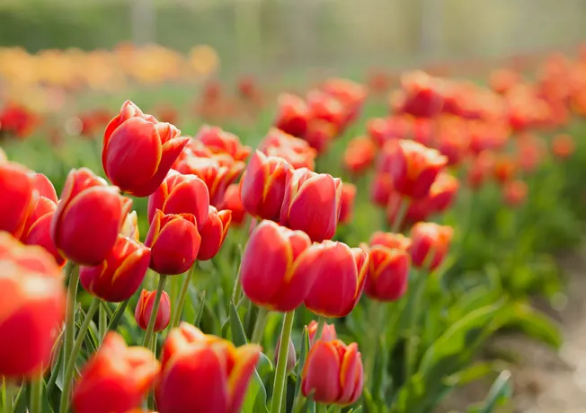 Spring