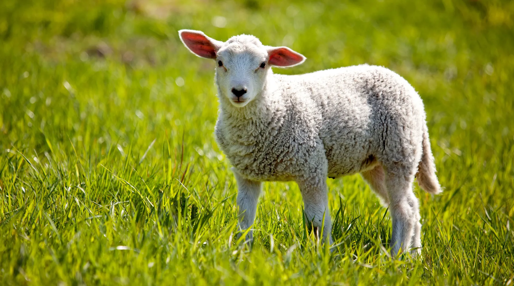 lente