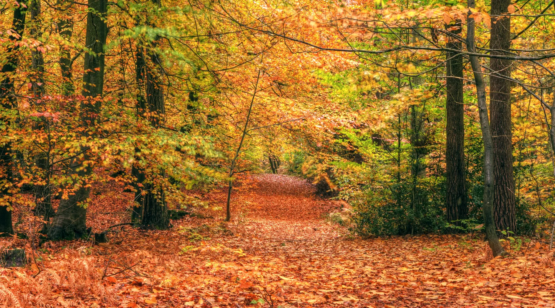 Lovely Autumn