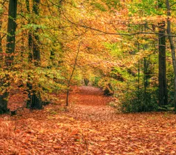 Schöner Herbst