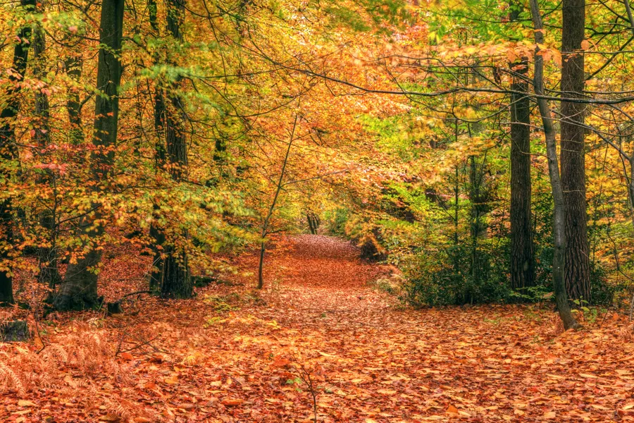 Heerlijke Herfst