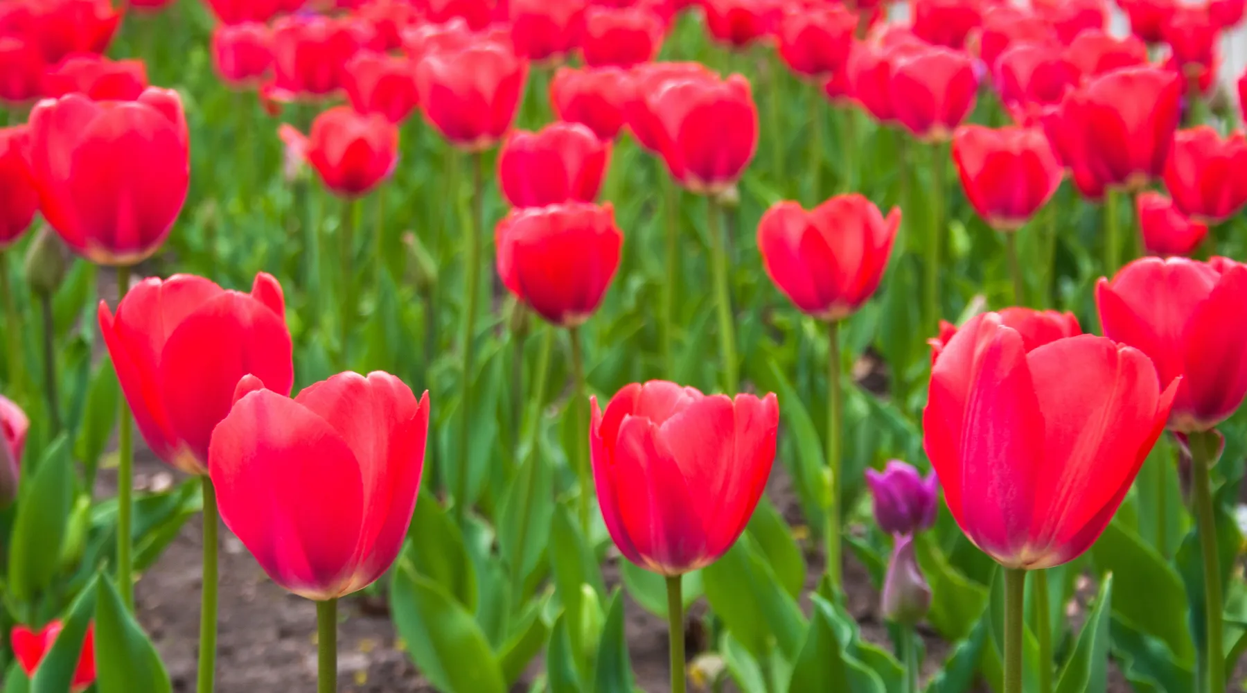 Tulpen
