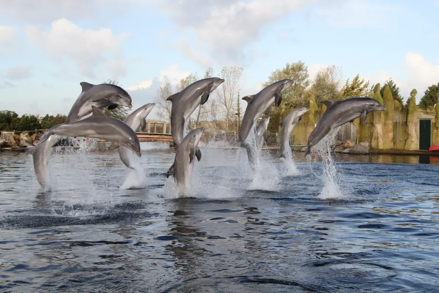 dolfinarium