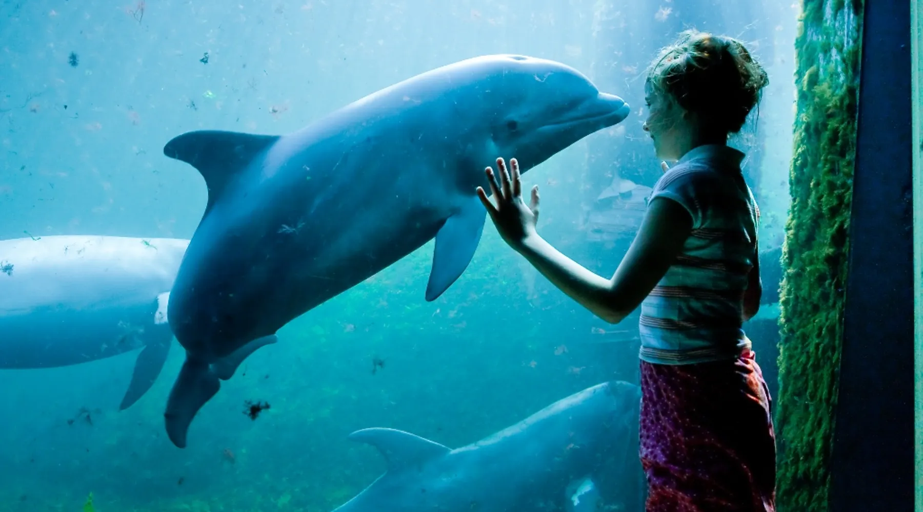 dolfinarium