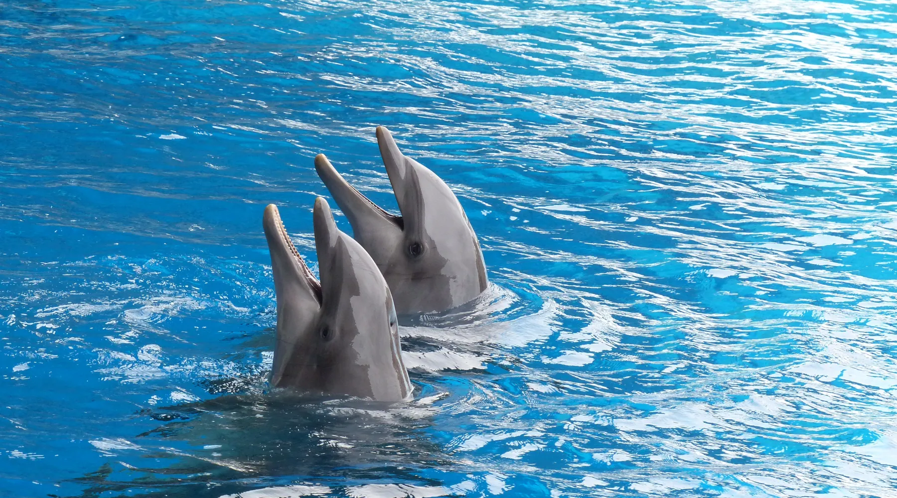 Dolfinarium arrangement