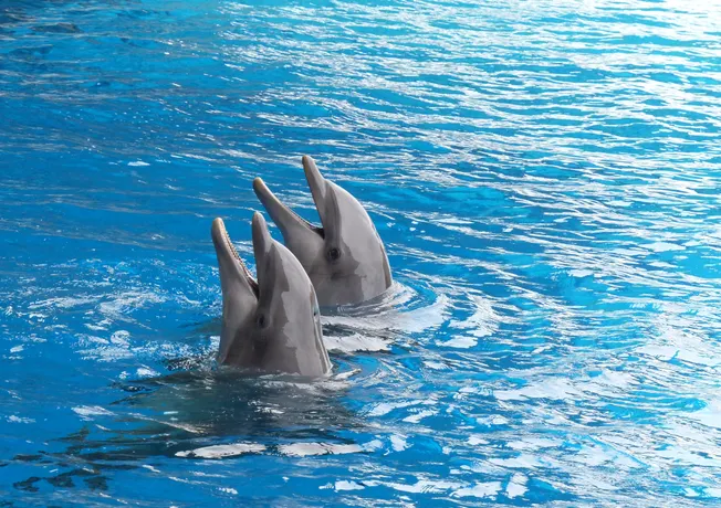 Dolfinarium arrangement