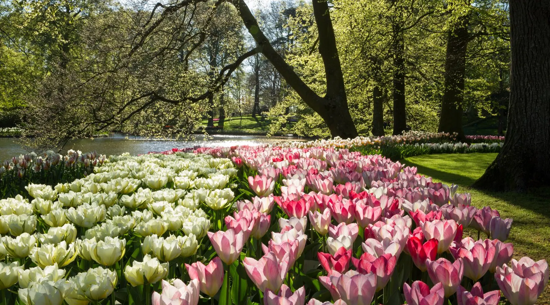 Keukenhof Arrangement Noordwijk