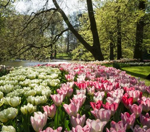 Keukenhof Arrangement Noordwijk