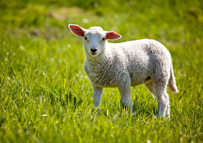 Lammetje in de wei