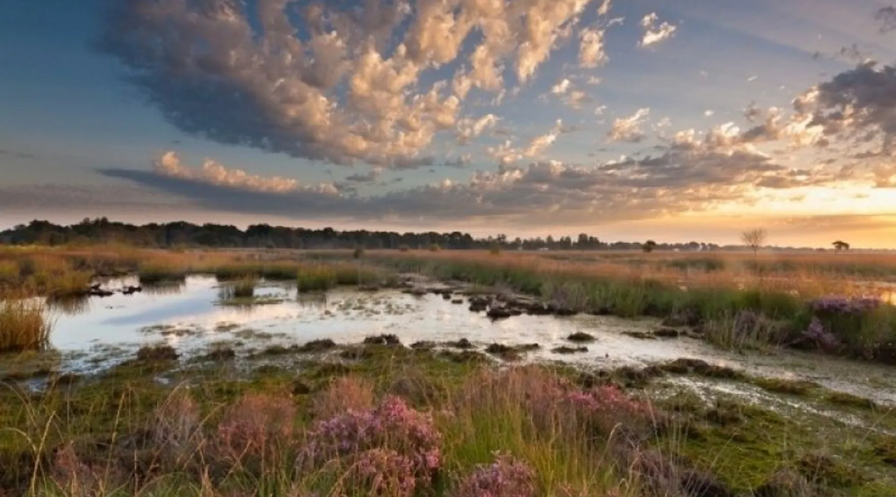 Twents landscape