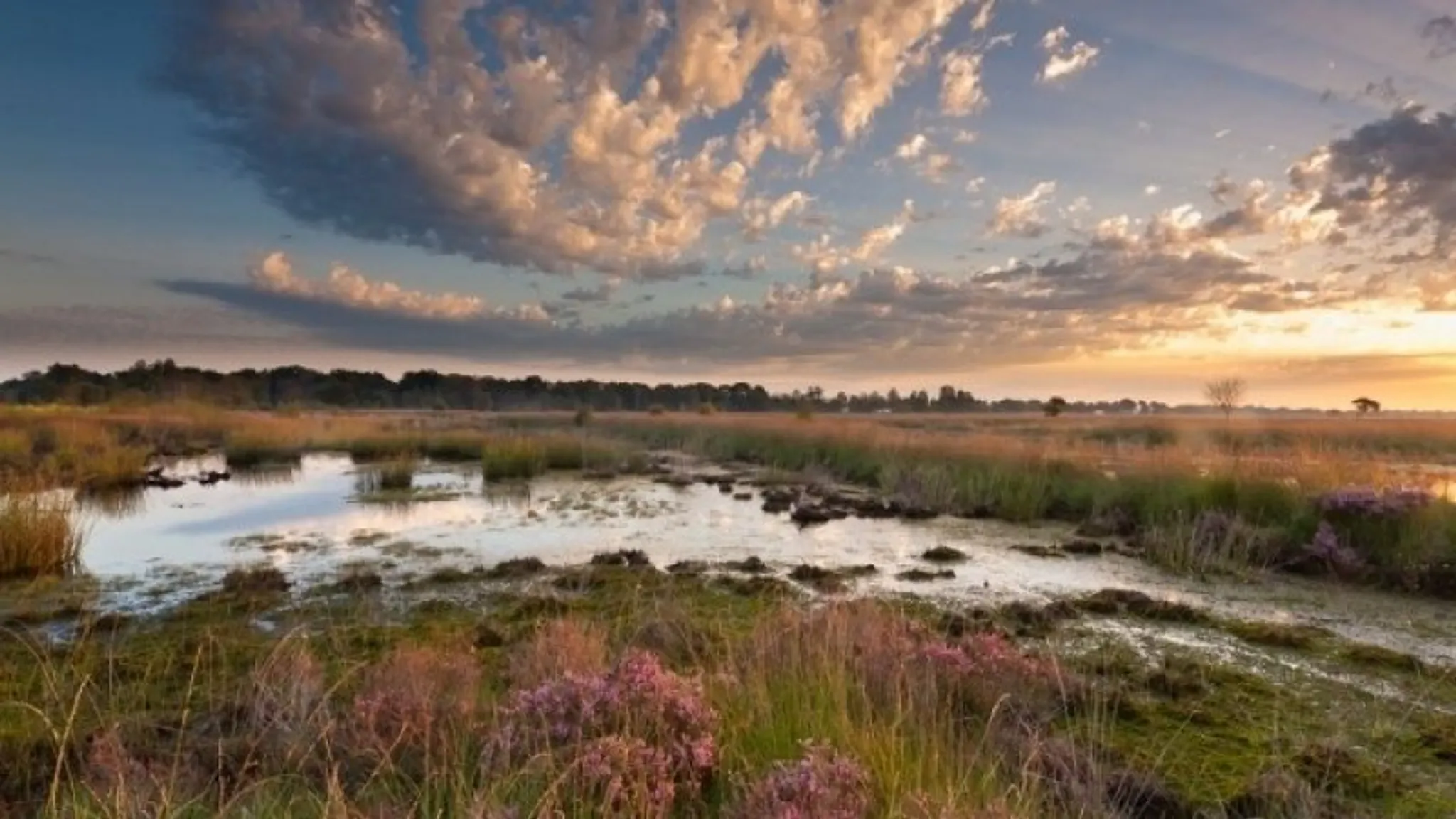 Twents landschap