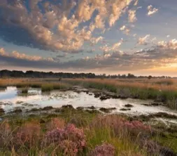 Twents landschap