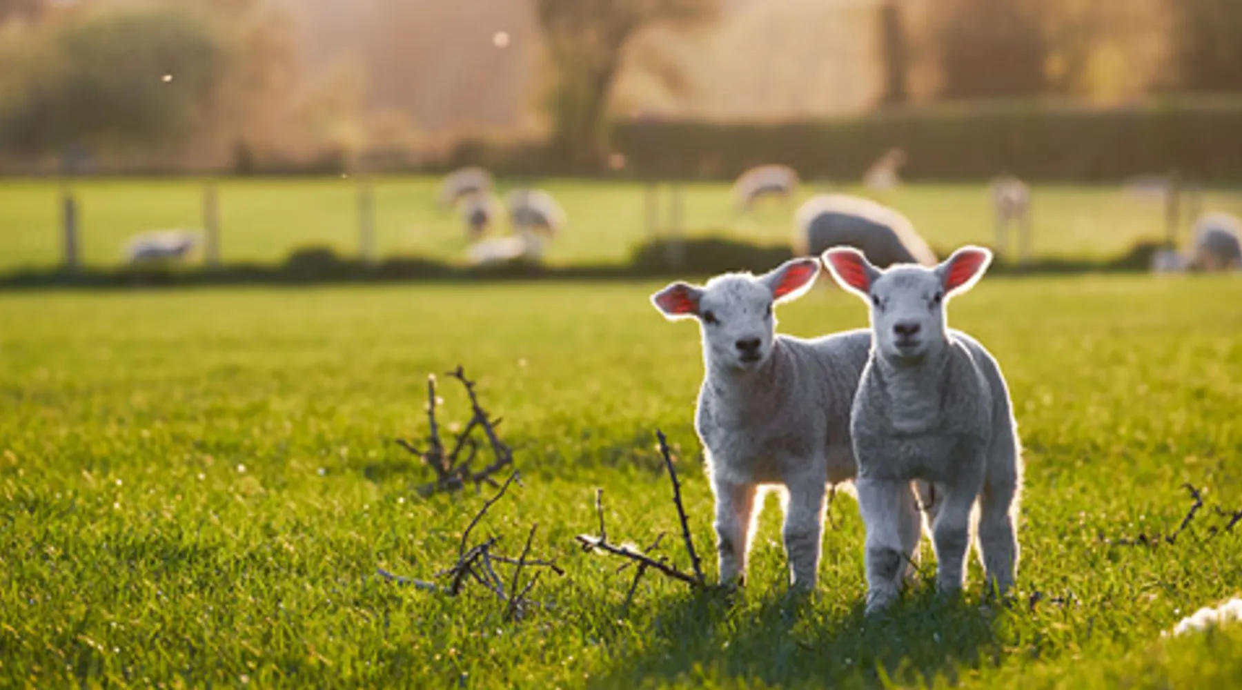 Happy Spring Lamb