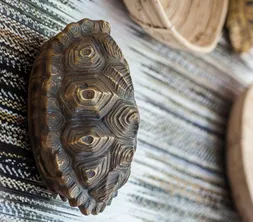 Schildpad