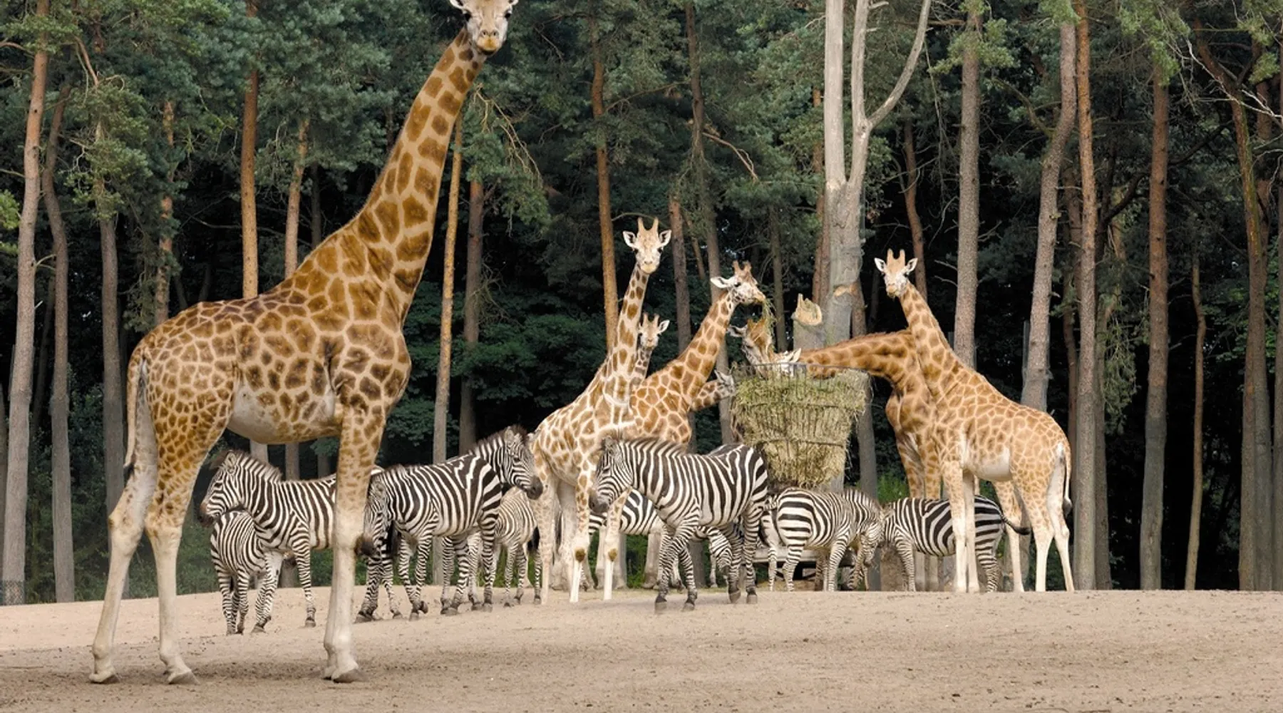 Erleben Sie einen 45 Hektar großen Tierpark im Burgers 'Zoo