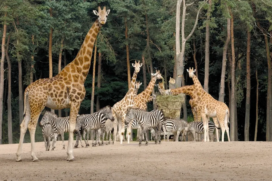 Beleef 45 hectare dierenpark in Burgers' Zoo