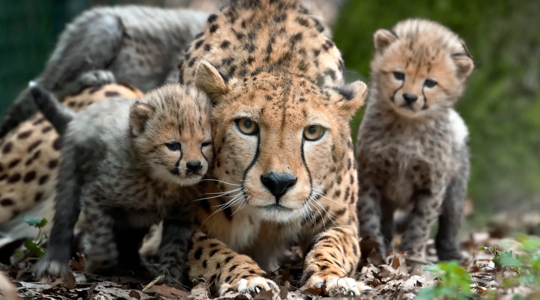 Geniet van een paar daagjes weg met het Burgers' Zoo Arrangement