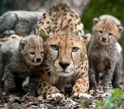 Geniet van een paar daagjes weg met het Burgers' Zoo Arrangement